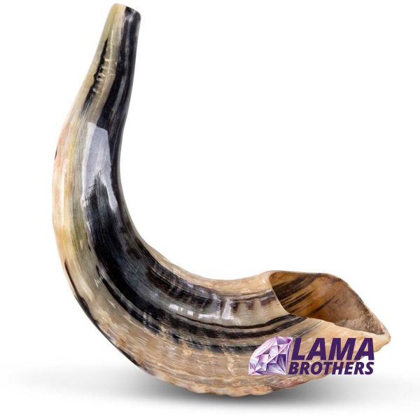 Classic Natural Ram's Horn Shofar